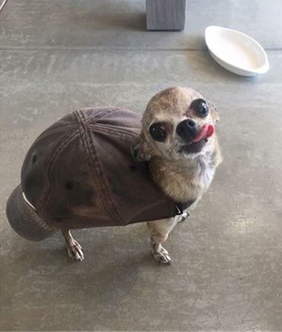 What kind of turtle is this?