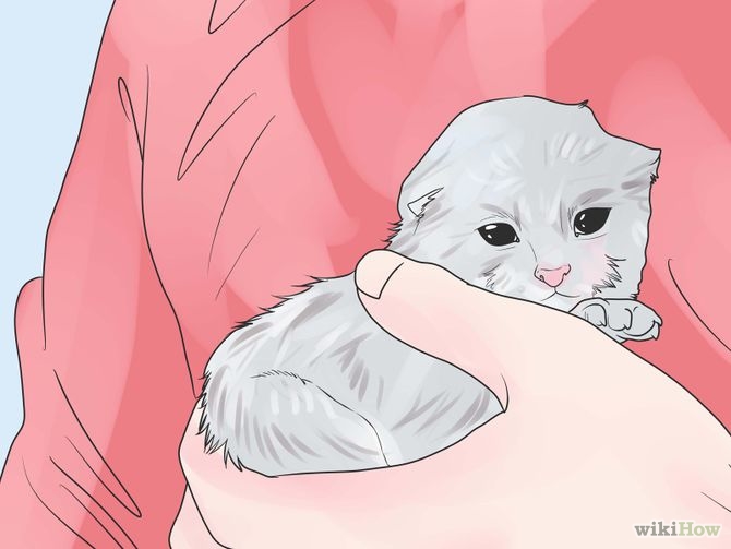 Care for Newborn Kittens Step 3.jpg