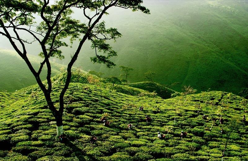 Tea garden in Darjeeling