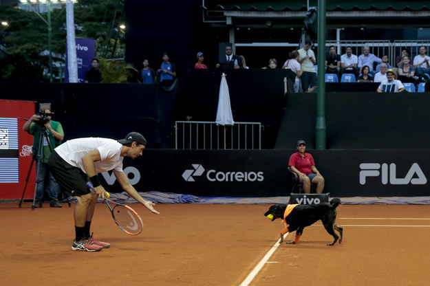 The dogs, rescued from shelters in São Paolo, were trained up to take part in an exhibition tennis match on Thursday between Spain's Roberto Carballes Baena and Portugal's Gastao Elias.