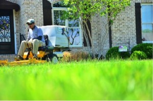 lawn care grass