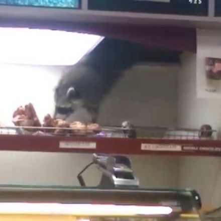 Raccoon Steals Donut