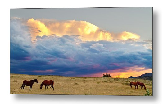 Horses On The Storm Panorama Metal Print