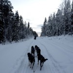 Fotos de Laponia Finlandesa, trineo de perros