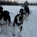 Fotos de Laponia Finlandesa, trineo de perros husky