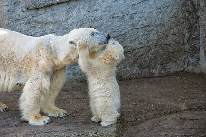 Polar Bear Kissing Mom
