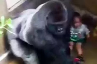 Cincinnati zoo shooting of Harambe the gorilla 