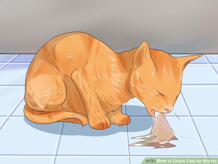 Check Cats for Worms Step 4 Version 3.jpg