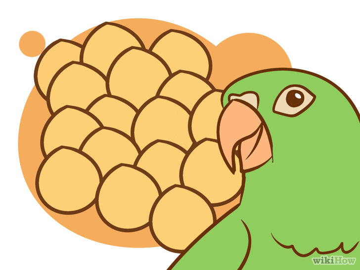 Care for a Conure Step 7.jpg
