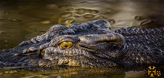 alligator crocodile backyard florida