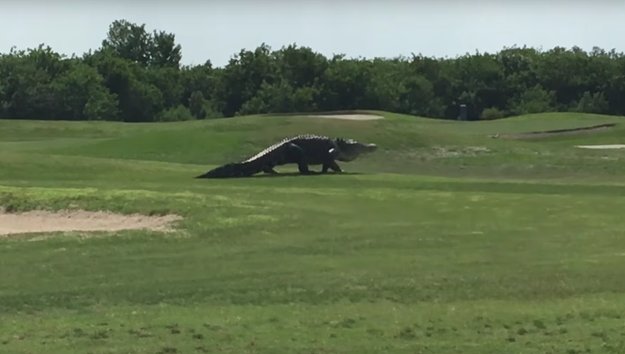 Helms estimates the creature was at least 15 feet long. The alligator has been seen before on the course, and is something of a "club mascot," according to one employee.
