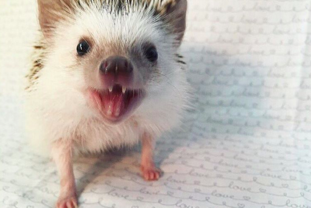 Meet Huff, a-three-year-old rescue African Pygmy hedgehog who has become a famous Instagram model because of his adorable protruding two front teeth.