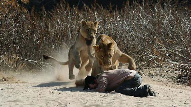 Born Again Pastor Challenged Lions To Prove God’s Power, Nearly Killed Him, Saved By Game Rangers
