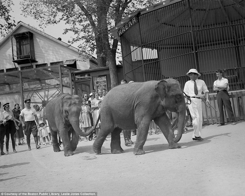On the move: Two elephants are led through the animal park, with the rear one holding onto the other's tail 