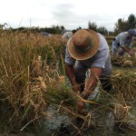 Fotos Delta del Ebro. Siega del arroz, campesinos
