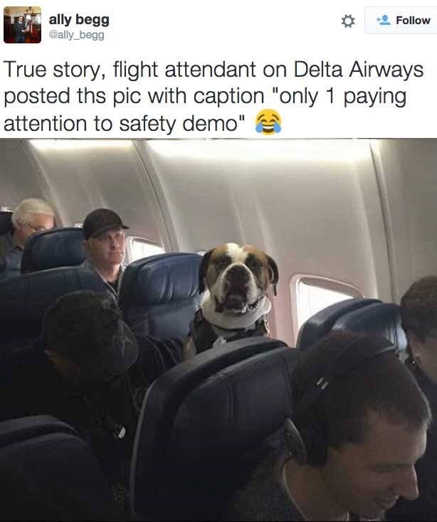 This Dog Takes Safety Seriously
