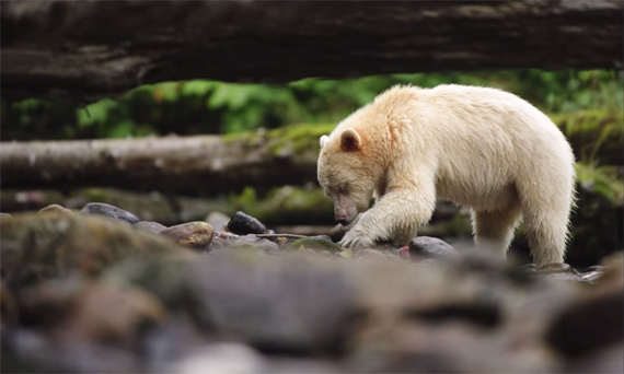 bear white grizzly black forest river stream fish eating