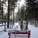 Fotos de Laponia Finlandesa, carrera de renos