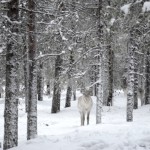 Fotos de Laponia Finlandesa, reno en el bosque