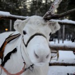 Fotos de Laponia Finlandesa, reno blanco