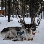 Fotos de Laponia Finlandesa, reno descansando