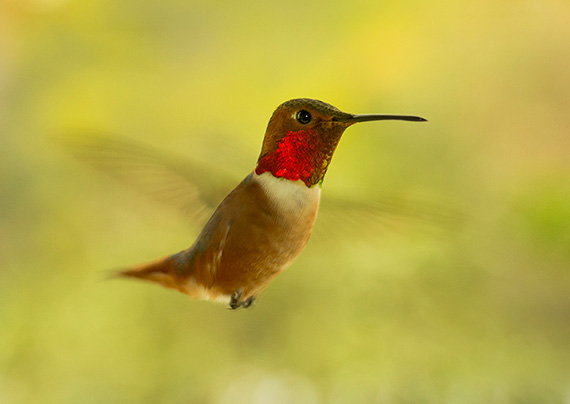 hummingbird photo with laser trigger