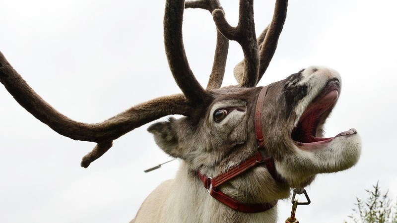 news-crazy-runaway-reindeer-nottingham