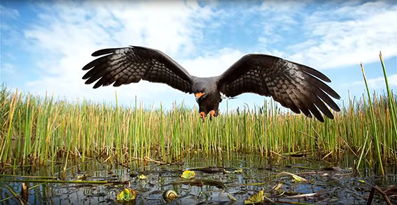 nature conservation kite hawk bird apple snail swamp grass wetland