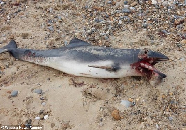 This porpoise washed up on a Norfolk beach prompting fears that it could have been attacked by a Great White shark