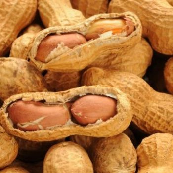 'Peanut Patch' Could Protect Allergy-Sufferers