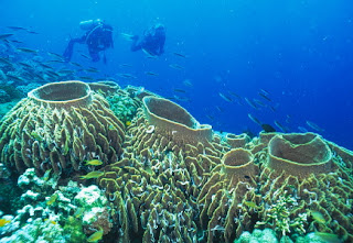 رحلتى المصورة مدينة الشعاب المرجانية Philippines-Tubbataha_reef.jpg