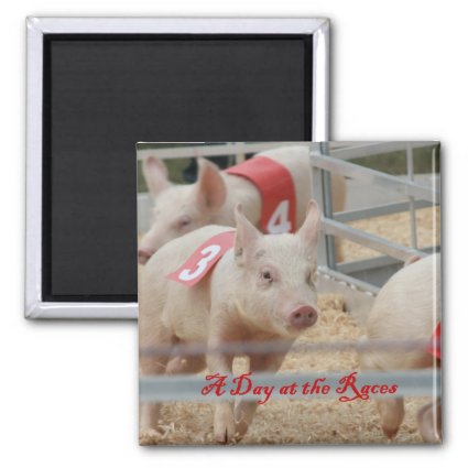 Pig racing, Pig race photograph, pink pig 2 Inch Square Magnet