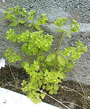 English: Euphorbia peplus (Petty Spurge) with ...