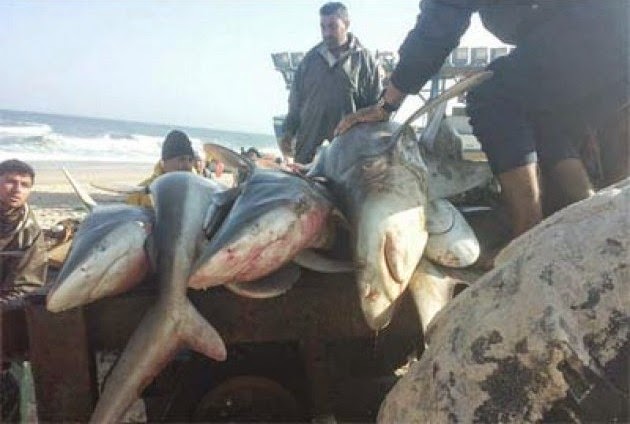 Israel Blokade Nelayan Palestina, Allah Datangkan Ikan Hiu