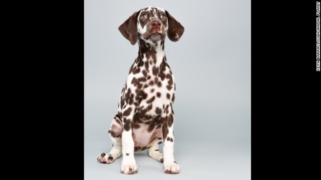 <strong>Name: </strong>Aurora. <strong>Age: </strong>12 weeks. <strong>Breed: </strong>Dalmatian.
