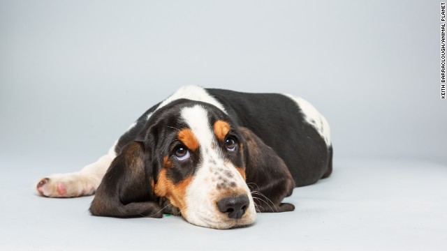 <strong>Name:</strong> Lily. <strong>Age: </strong>13 weeks. <strong>Breed:</strong> Basset hound.