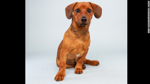 <strong>Name:</strong> Mandy. <strong>Age: </strong>17 weeks. <strong>Breed:</strong> Dachshund hound mix.