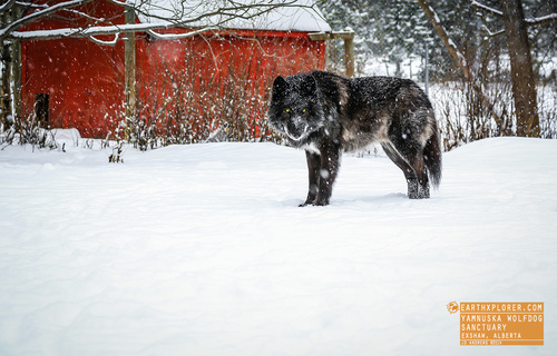 This is Zeus at the Yamnuska Wolfdog Sanctuary - A non-profit organization located in the Rocky Mountains near Canmore, Alberta.