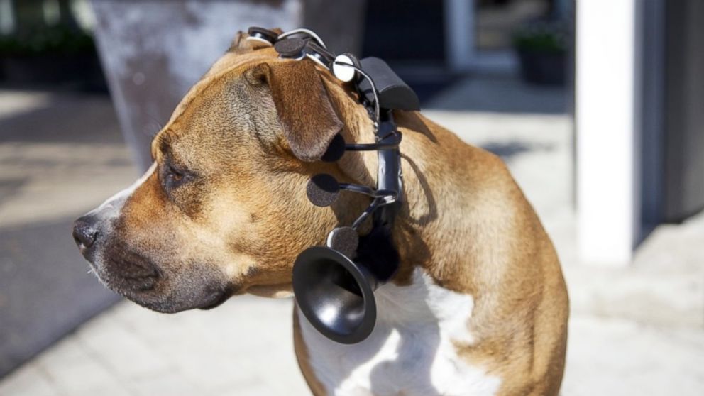 PHOTO: No More Woof headset translated canine thoughts into words.