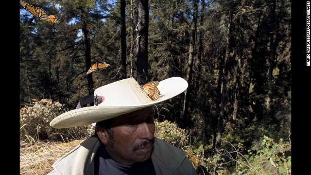 Millions of monarch butterflies arrive each year to breed in the Oyamel forest in Angangueo, after traveling more than 4,500 kilometers from the United States and Canada. 