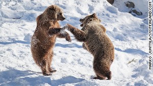 Bear fight: big males come and go across the Finno-Russian border.