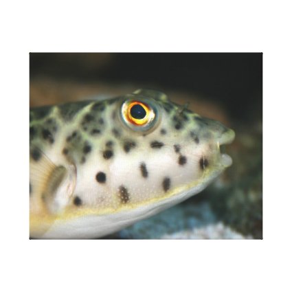 puffer fish facing right yellow eye.jpg canvas print