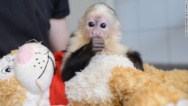 Bieber lost his pet monkey, Mally, when the capuchin <a href='http://ift.tt/1aqaZWl' target='_blank'>was taken by custom officials in Germany</a> at the end of March. Mally is shown here in the quarantine station at the Munich-Riem animal shelter in Munich.