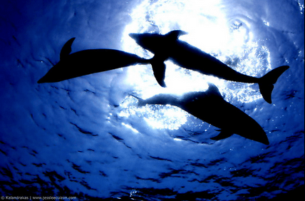 Dolphins by Jesslee Cuizon on Flickr