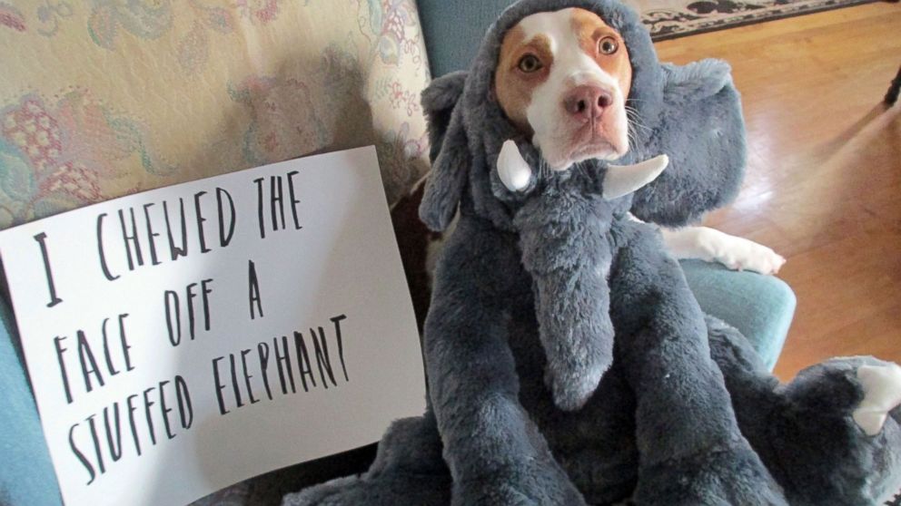 Dogs Feel No Shame Despite That Sad Look - ABC News