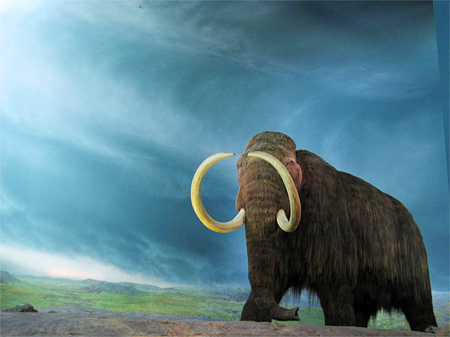 O mamute-lanoso foi a última espécie de mamute que se adaptou as regiões mais ao norte do planeta