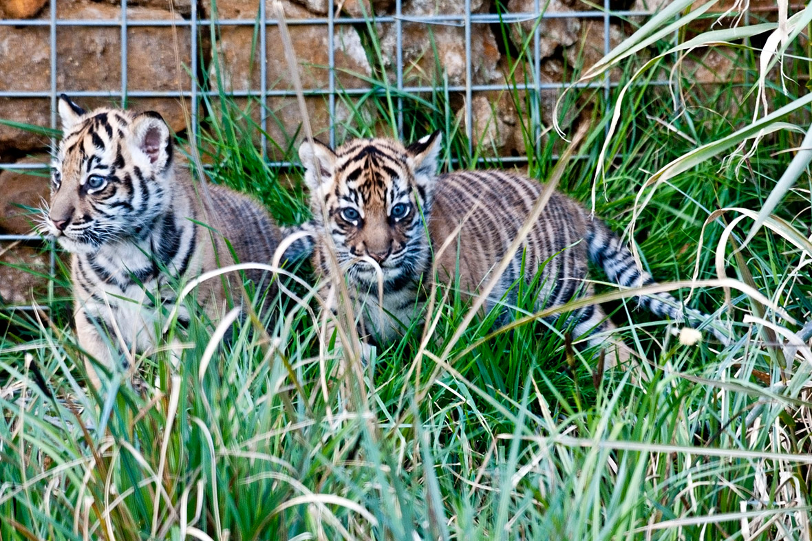 Two of the three seven-week-old Sumatran tiger cubs at at ZSL London Zoo explore the outdoor paddock of their home in Tiger Territory for the first time...