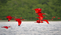 Scarlet Ibis (Ibis Escarlata) in Flight, Caroni Swamp, Trinidad, West Indies.