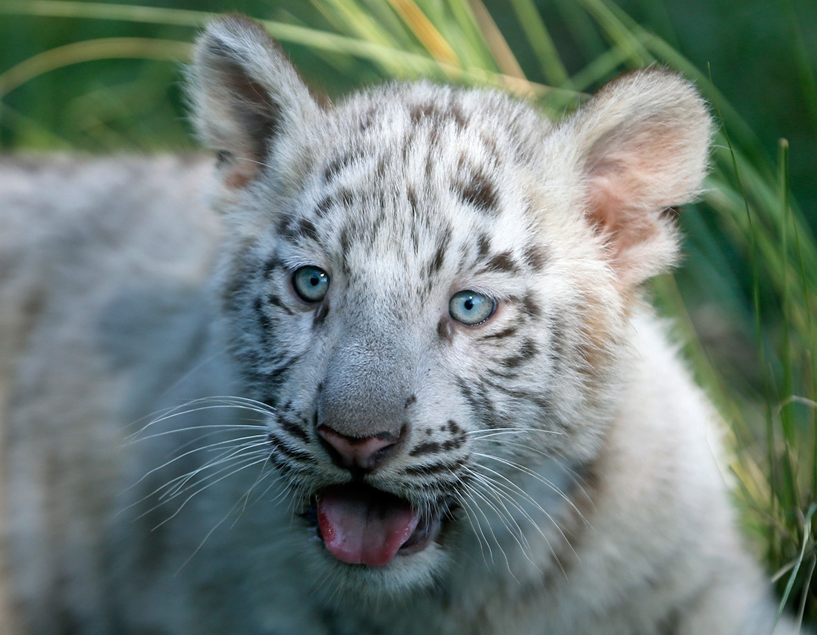 A three-month-old Bengal white tiger cub is seen inside its enclosure at the Buenos Aires Zoo