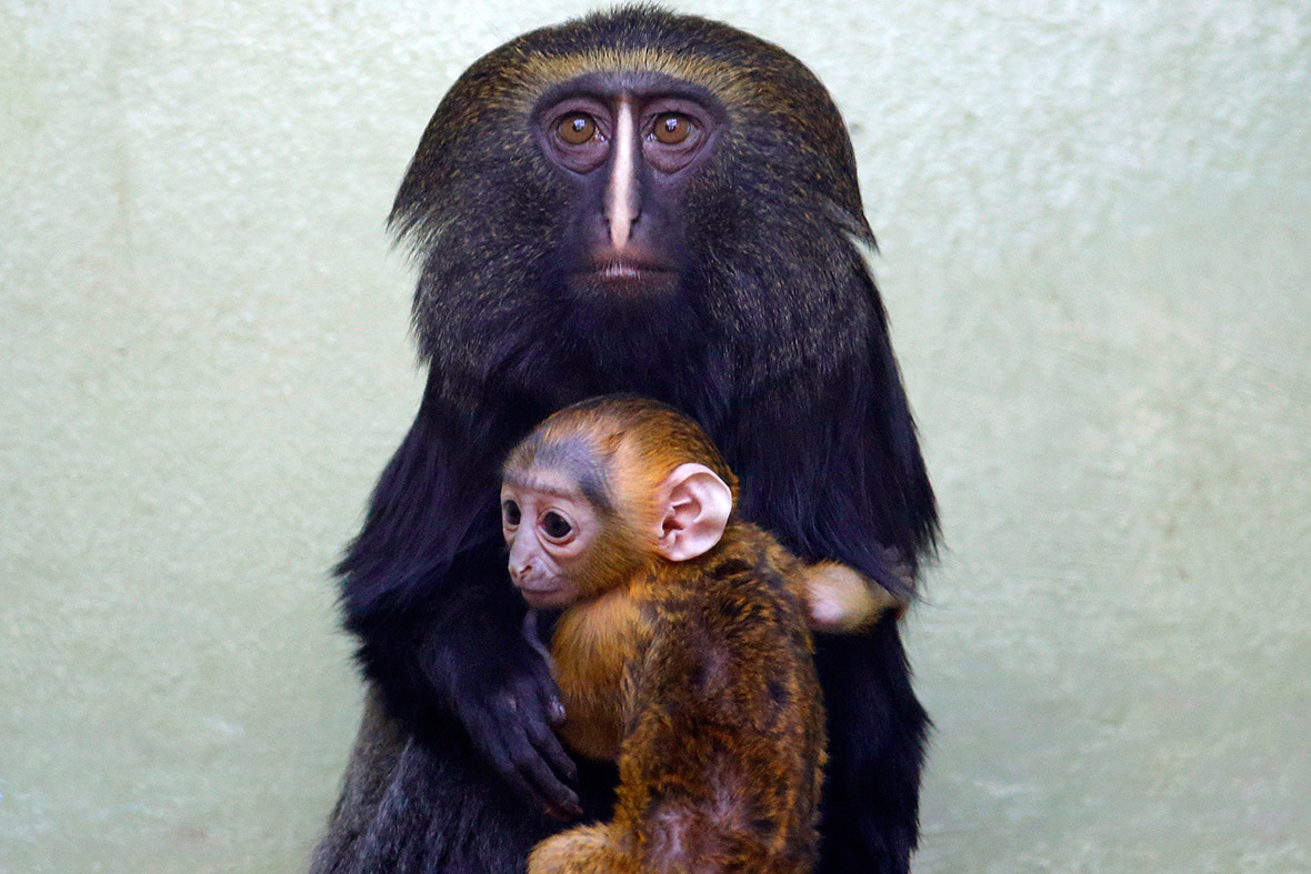 Jimmel, an owl-faced monkey, protects her one-month old baby at the zoo in Antwerp
